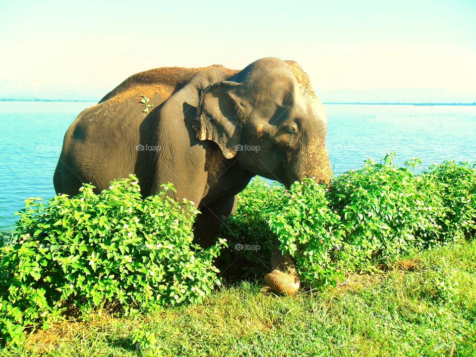 Ceylon Elephant