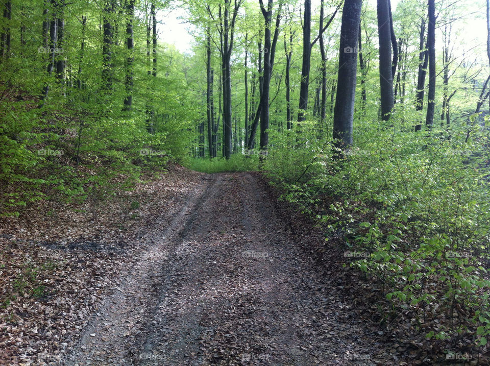 Forest road in beech forest