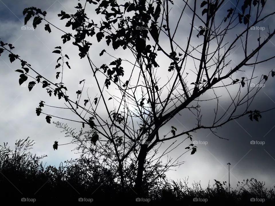 tree