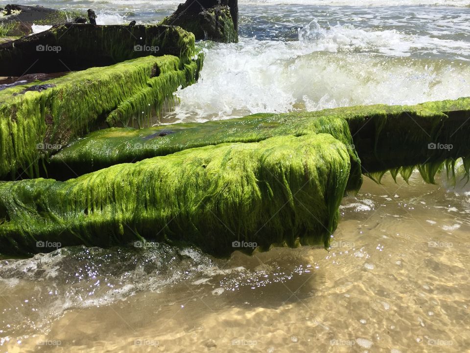 Ocean Algae. Photography taken at Fort Morgan Beach, Alabama