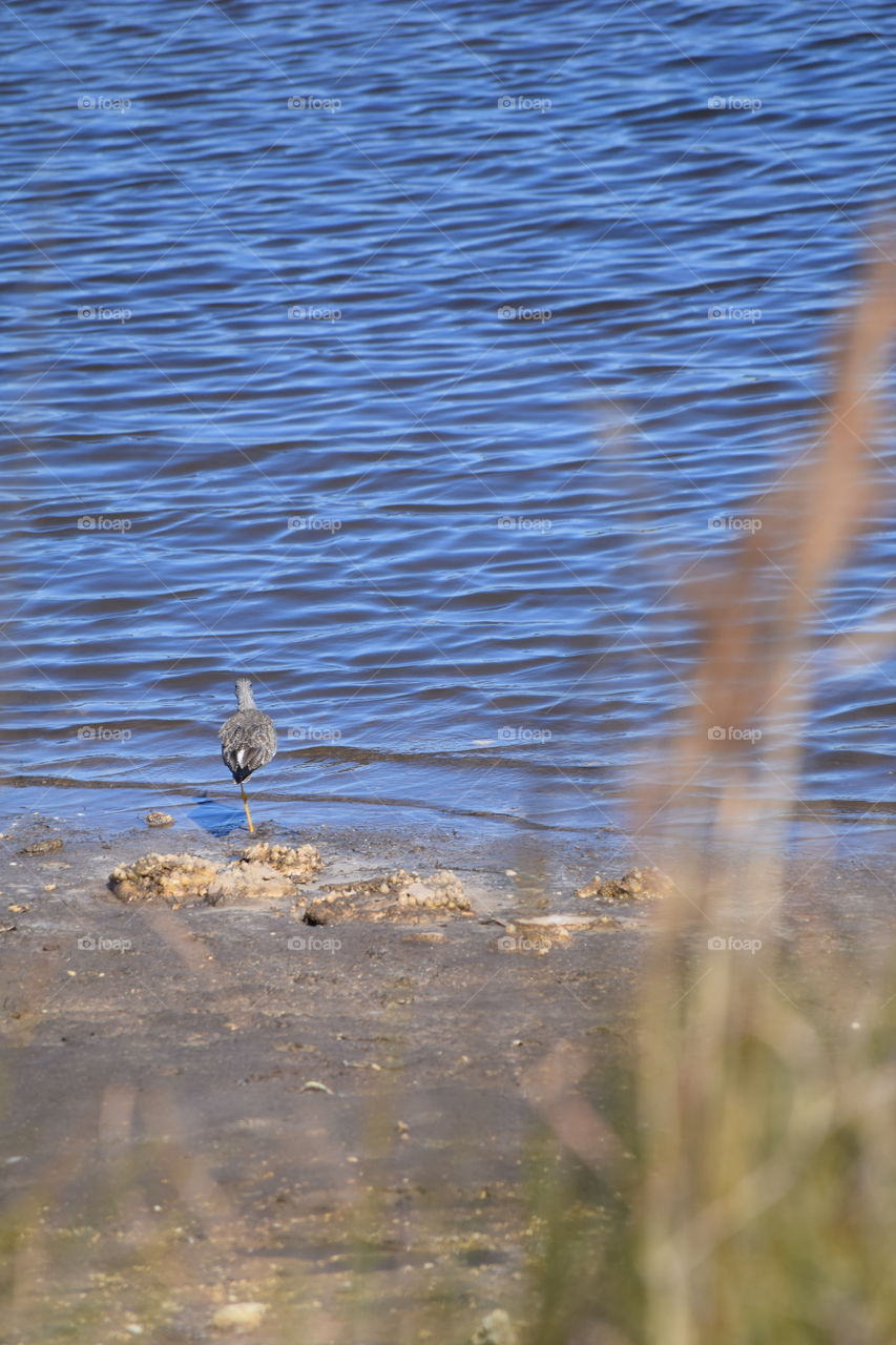 Beach Birds