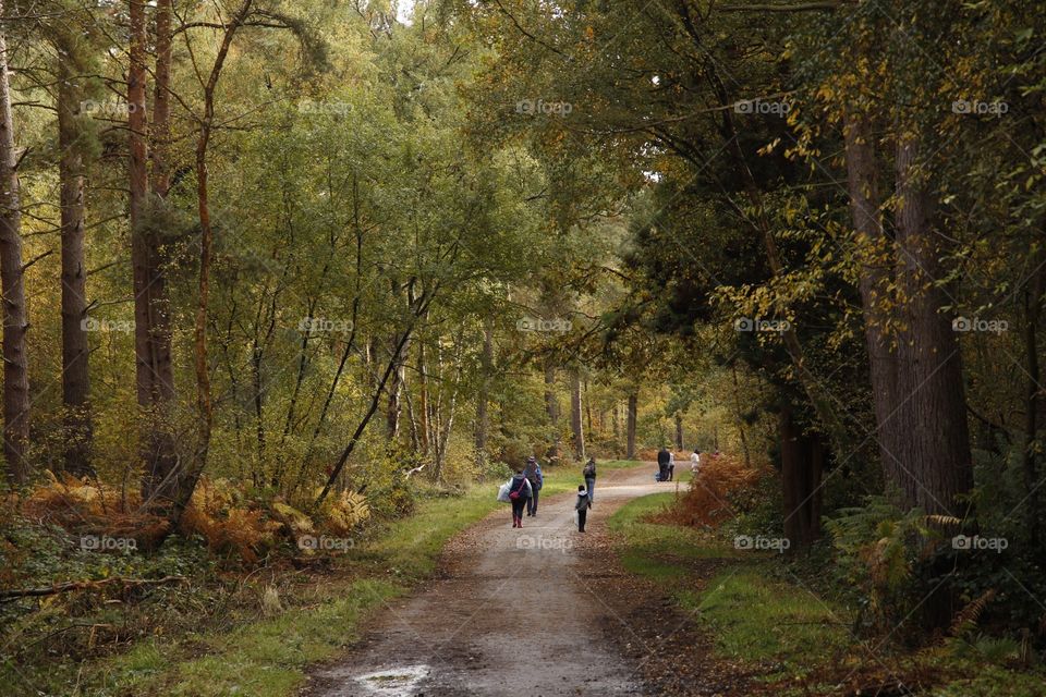 walk in the forest. near hawley lake