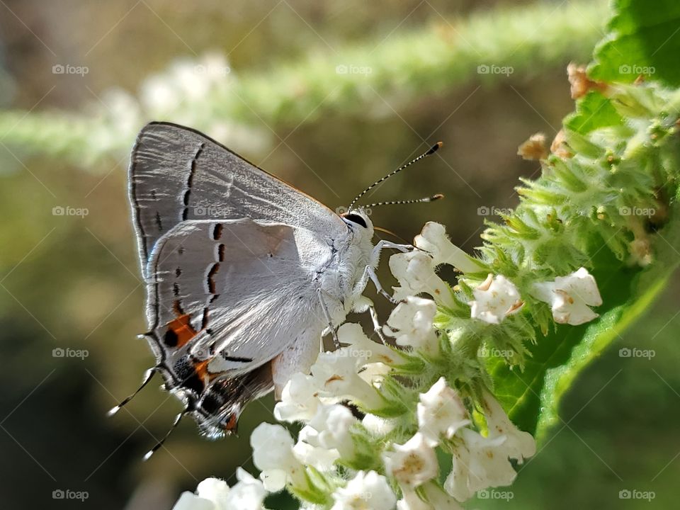 Gray hairstreak butterfly pollinating the tiny white flowers of a sweet almond verbena bush.