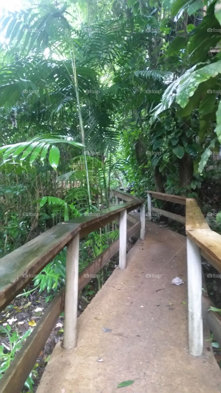Belize Jungle
