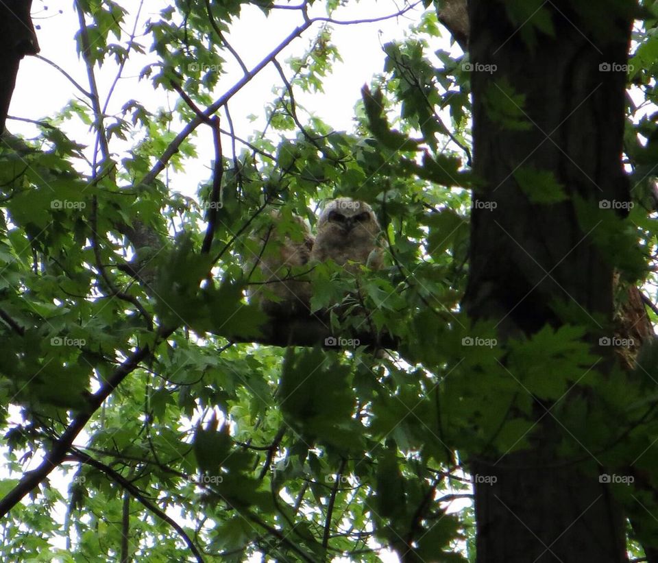 Great horned owl babies 