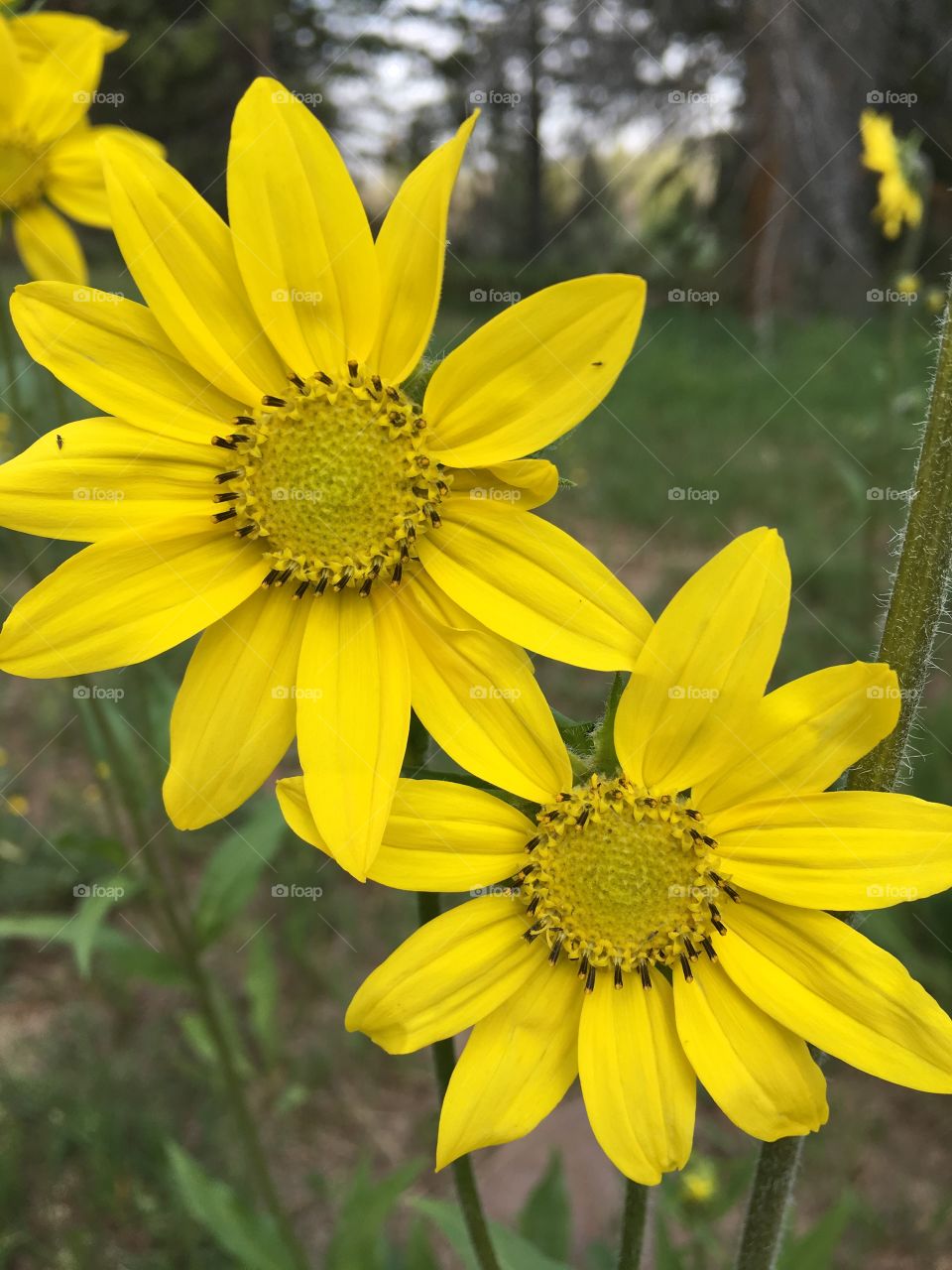 Beautiful, bright, cheerful, wild sunflowers. Yellow sunflowers dancing in the sunlight.