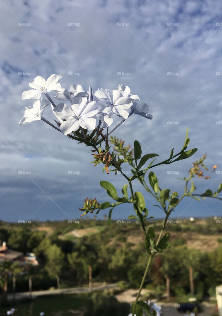 Light blue flower on cloudy sky