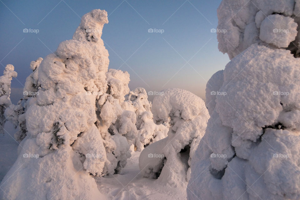 Snow covered trees