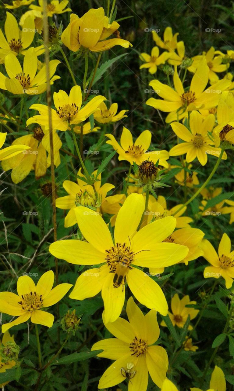 Wildflowers