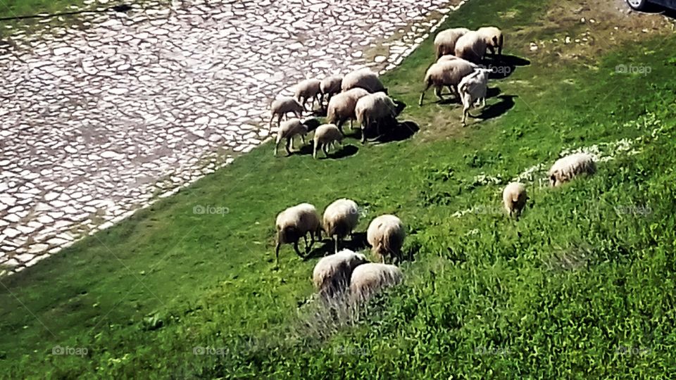 Sheep in Berat