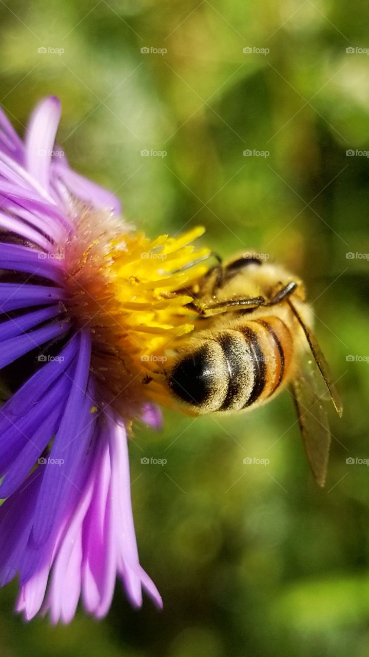 Pollinating bee