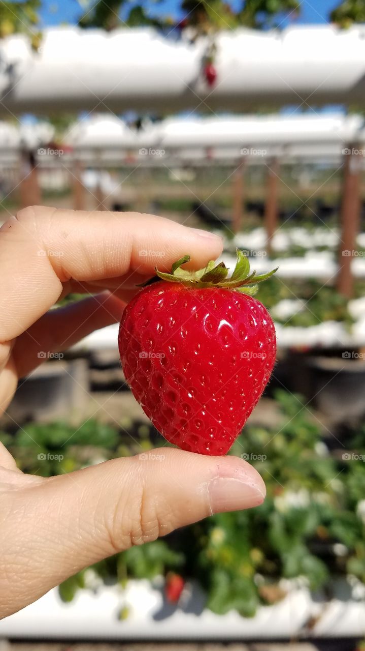 Picking strawberries