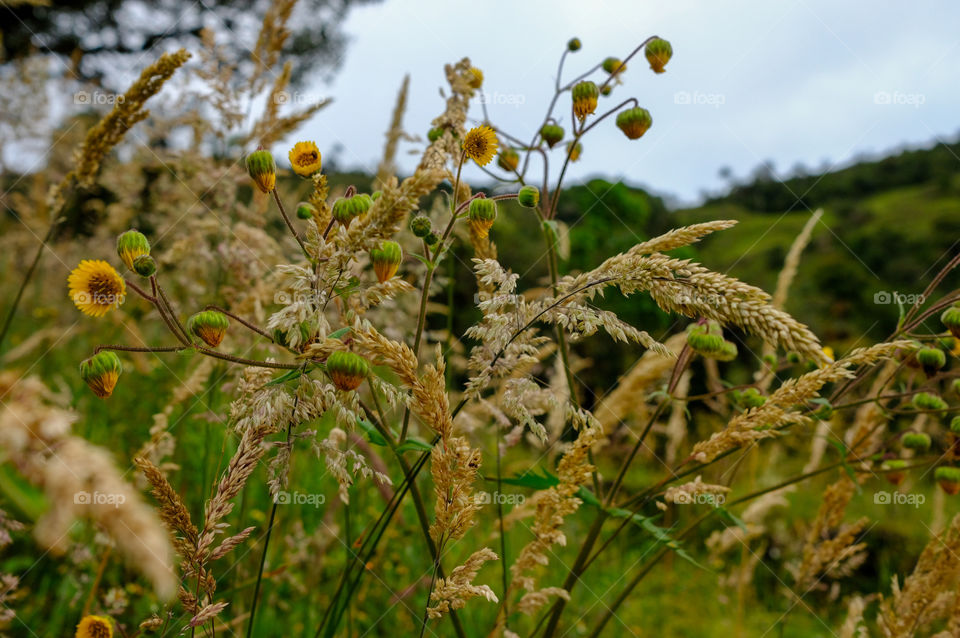 Green field with yellow flowers