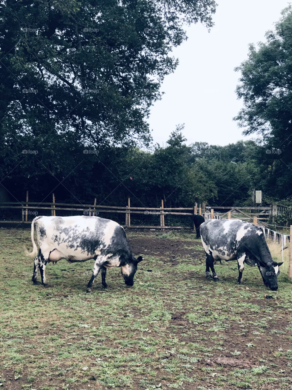 cows
