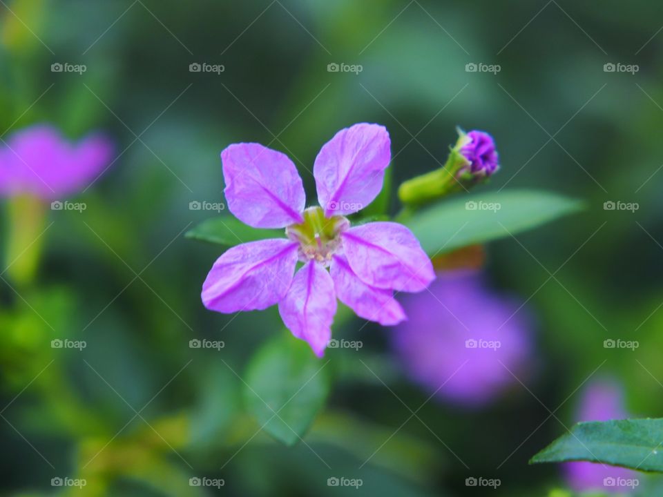 Close up of flower