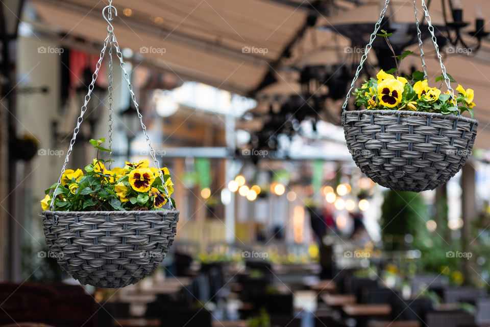 pot with colorful pansy flowers hanging in the exterior of the street cafe
