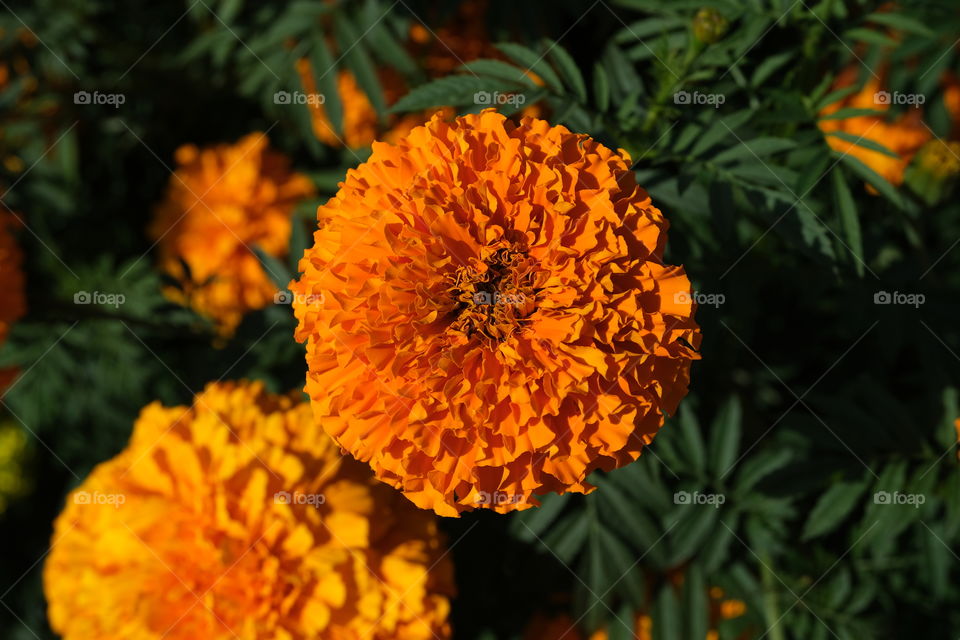 beautiful flowers in the garden