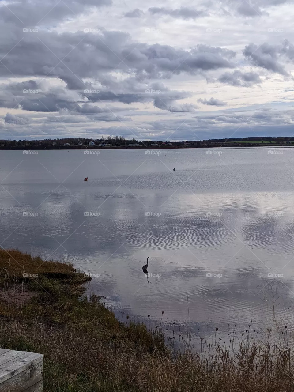 Pelican, clouds and water