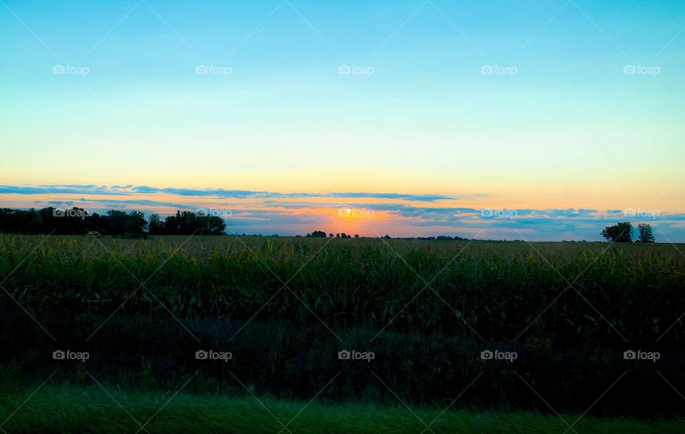 Meadow At Sunset In A Large Green Corn Field With Beautiful Blue Sky