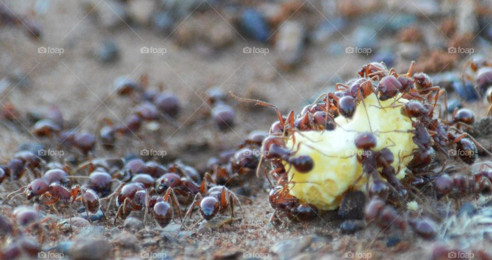 Closeup of Harvester ants working
 together. 