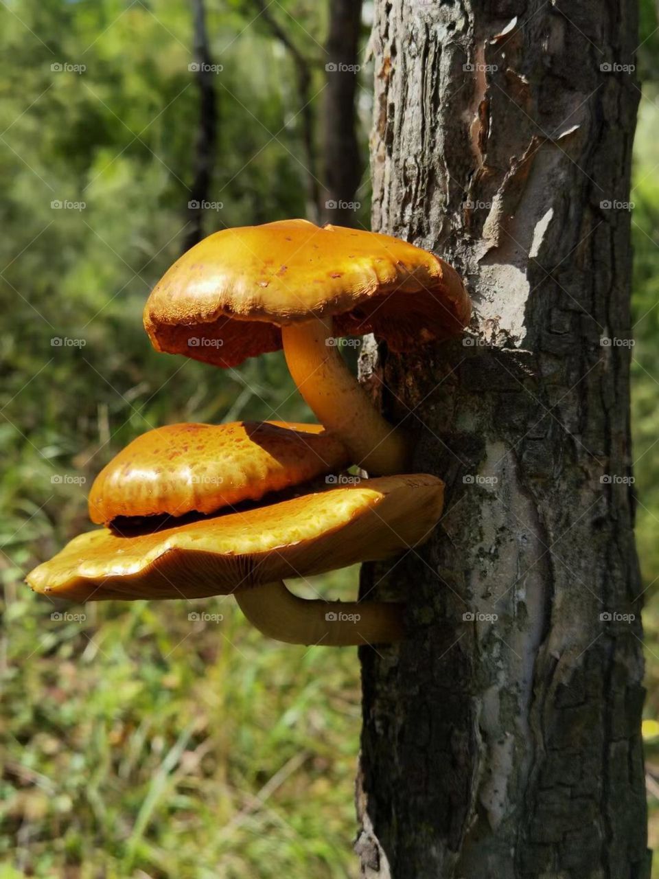 Mushroom on the tree