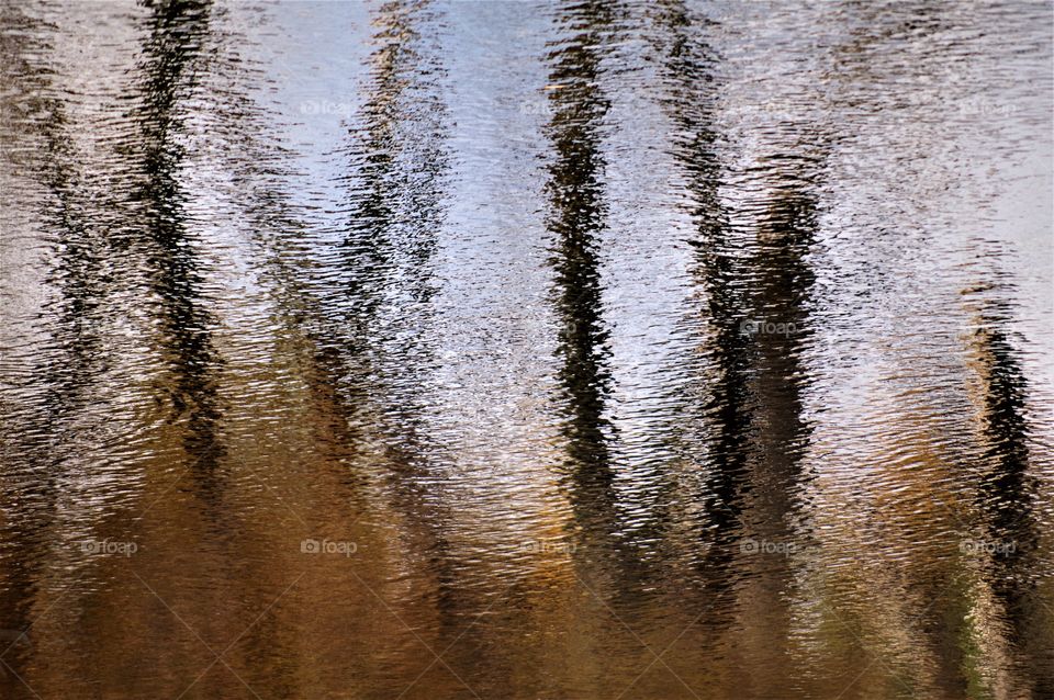 Water Tree Reflection