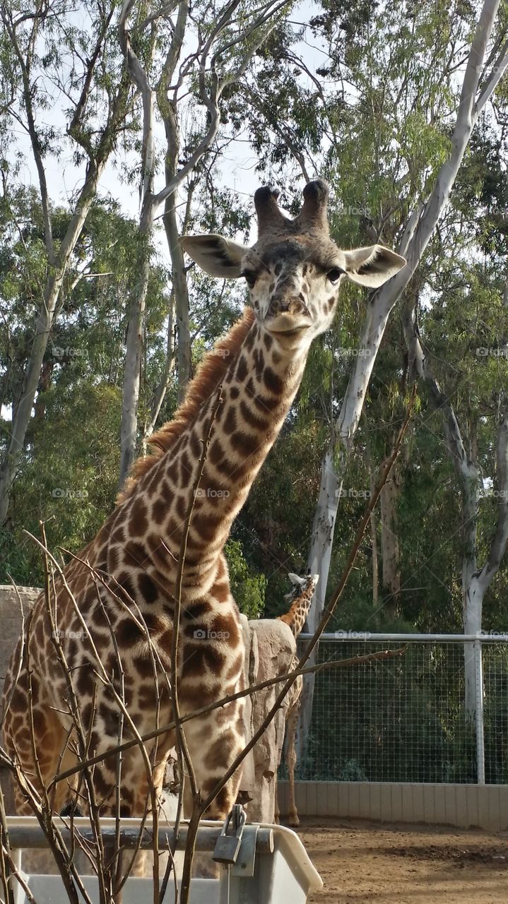 The Majestic Giraffe. Visited the San Diego Zoo and made it a point to snap a photo of the giraffe.