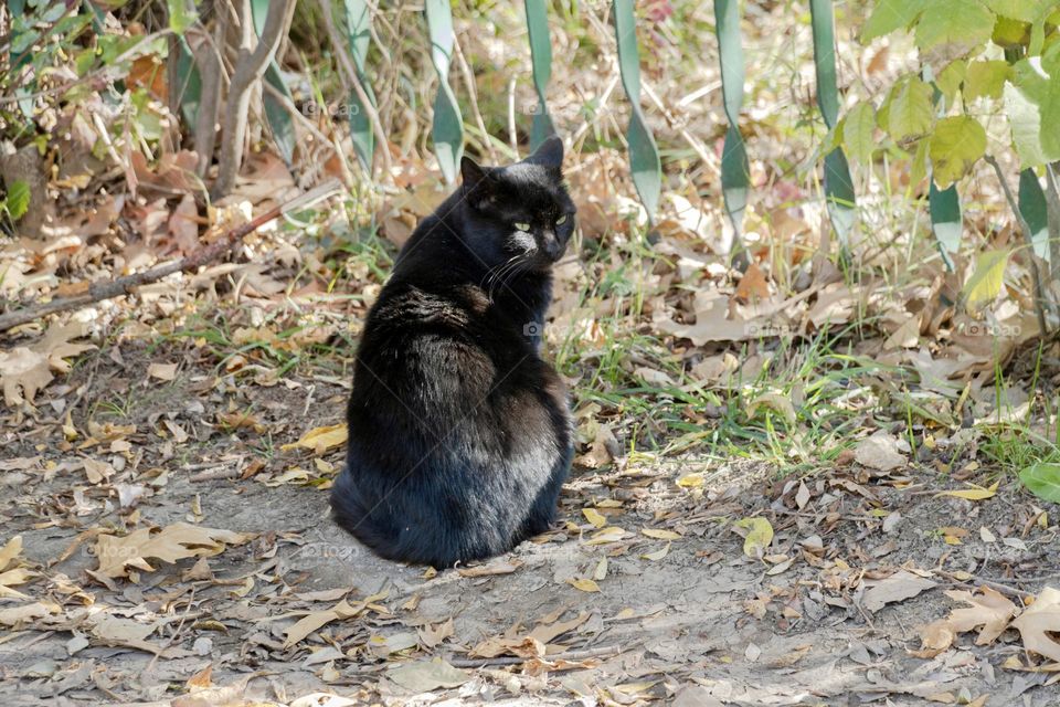 Cute black cat 