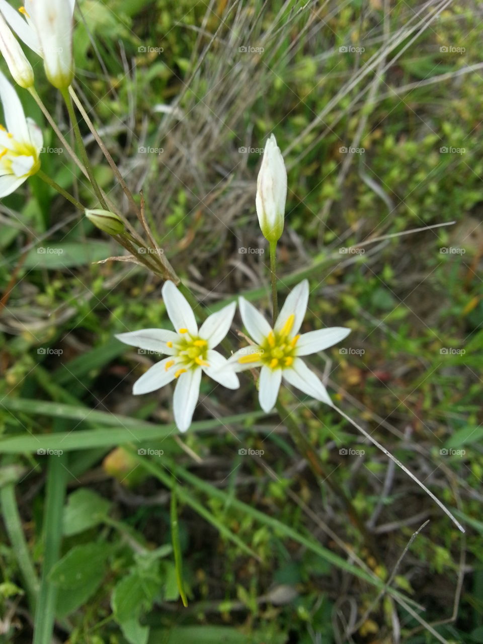 wildflowers