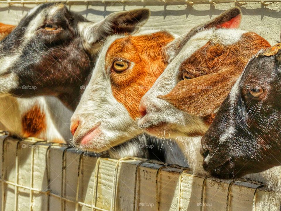 Goats Down On the Farm