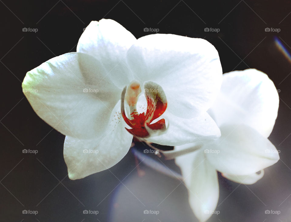 Orhideja 