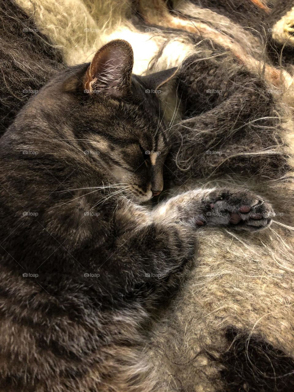 Cute grey sleeping cat
