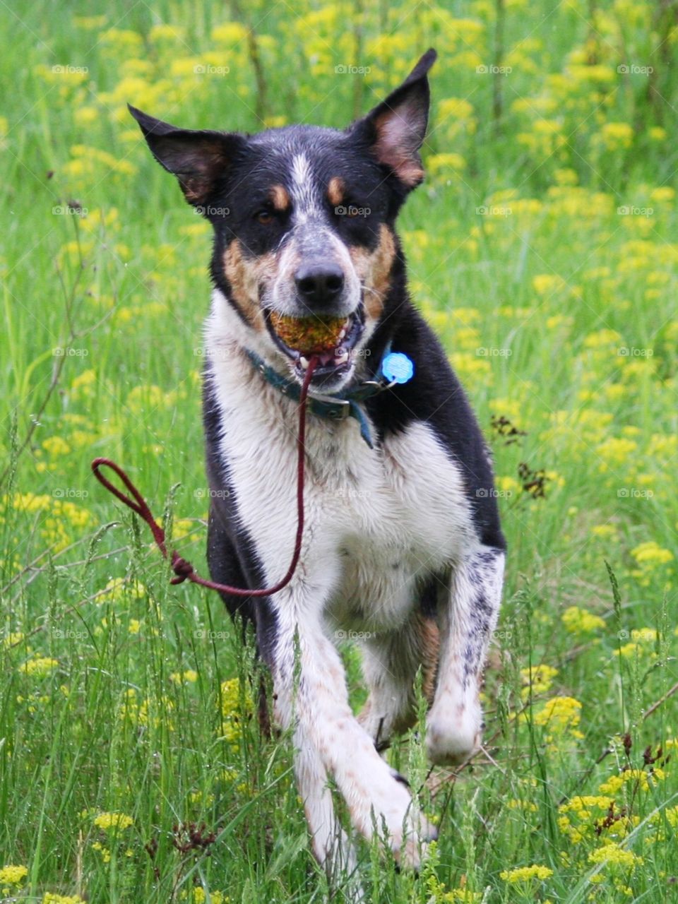 Something's missing in your life? Adopt a dog! You'll quickly discover a joy of someone's never ending enthusiasm!