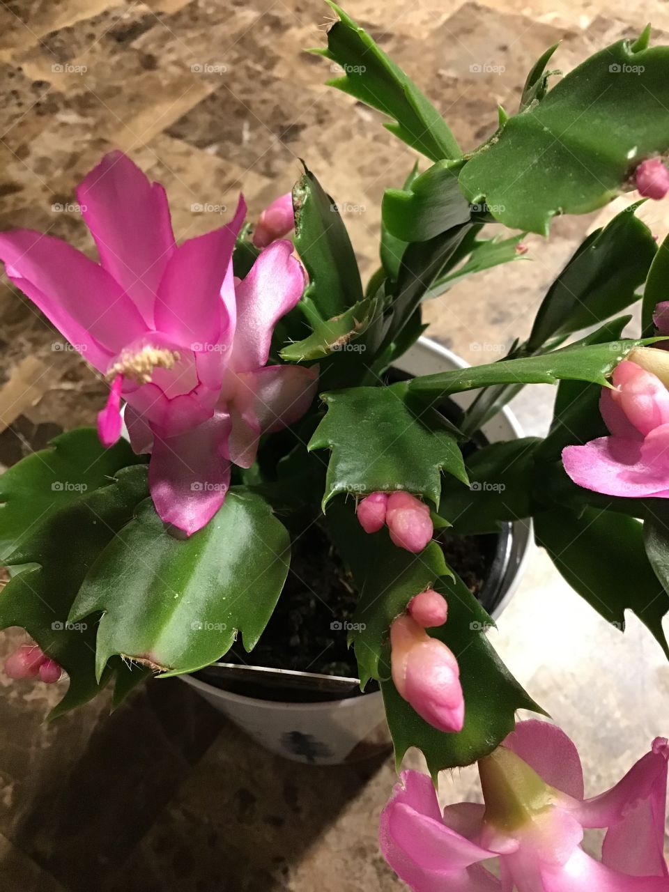 Christmas cactus in bloom 