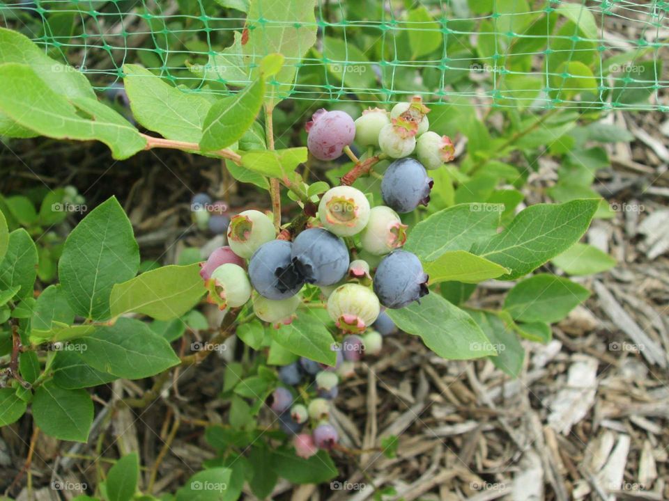 Beautiful Blueberries