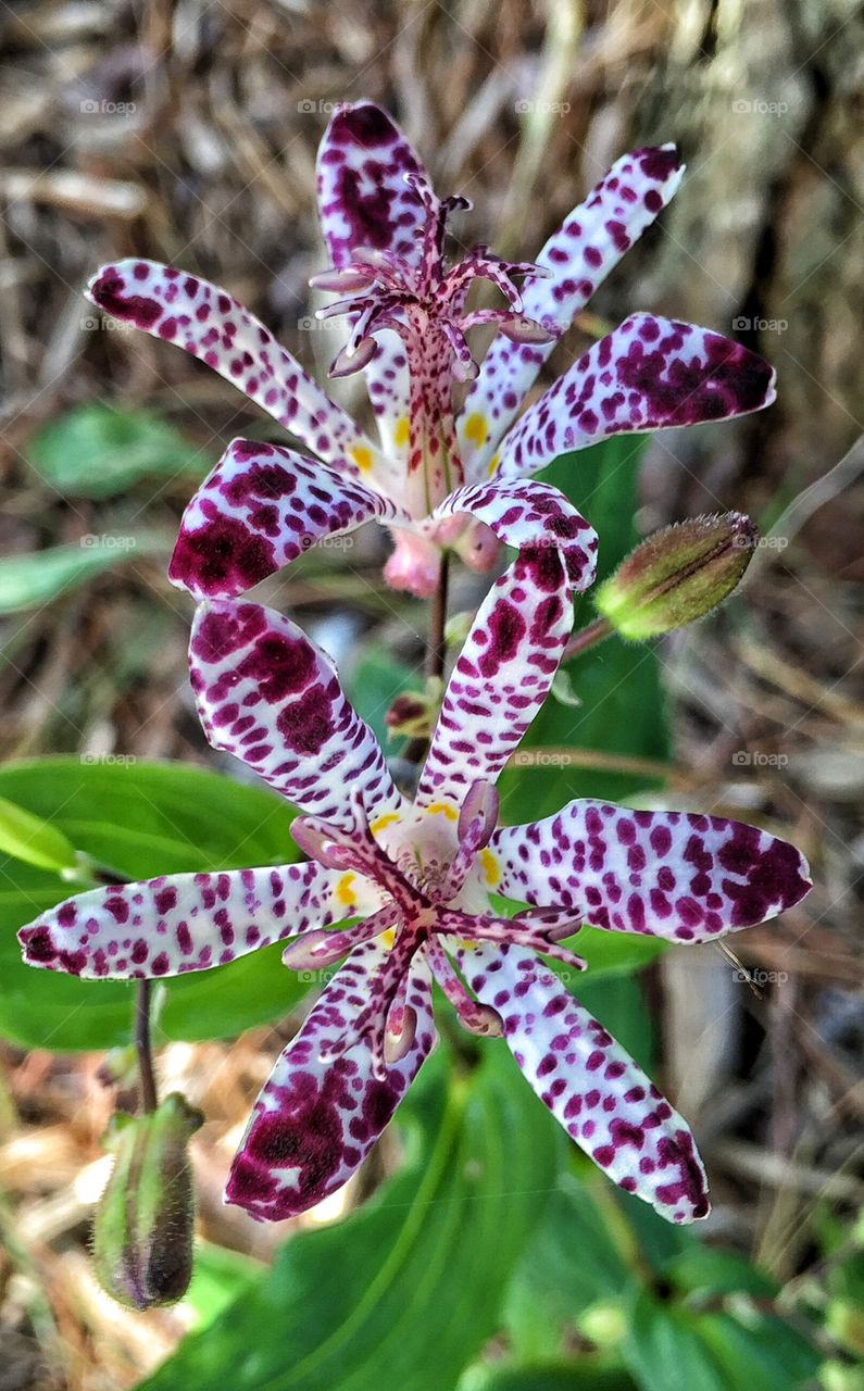 Empress Toad Lily