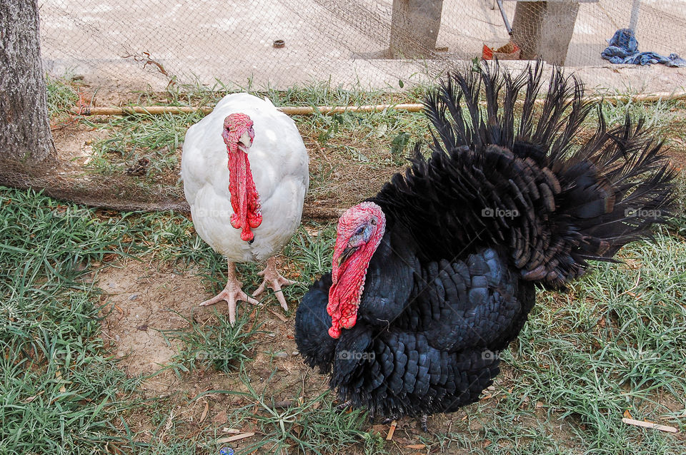 Black and white turkeys