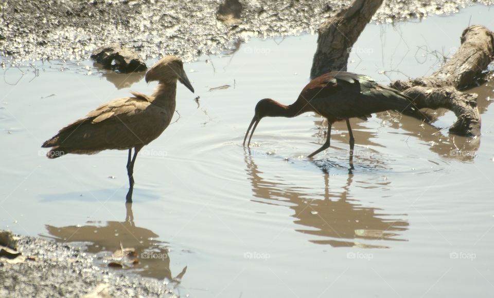 hamerkop and ibis