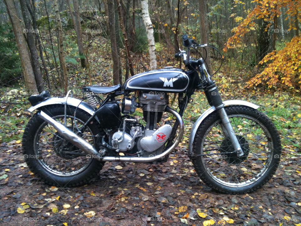 sweden göteborg wood forest by zebra