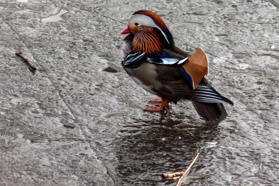 Close-up of a wood duck on rock