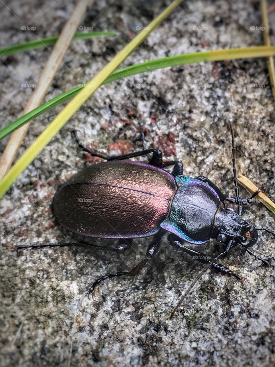 Beautiful shiny beetle 