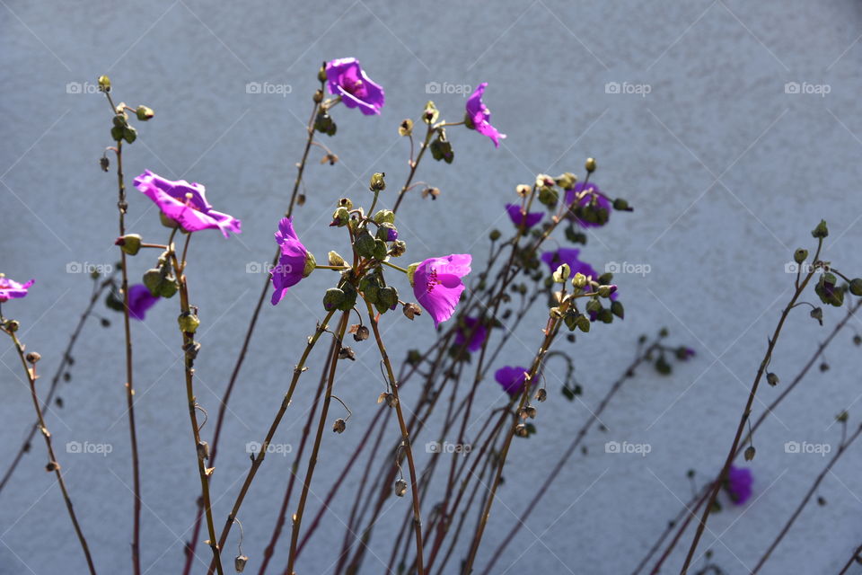 Electric pink flowers for drought resistant landscaping