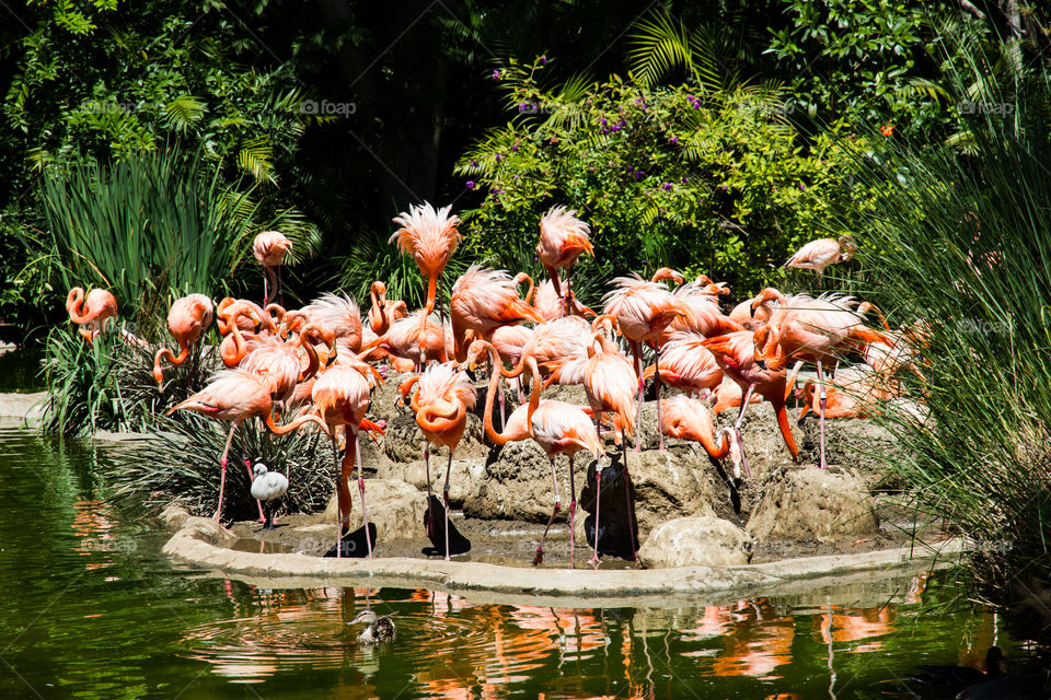 Flamingo island