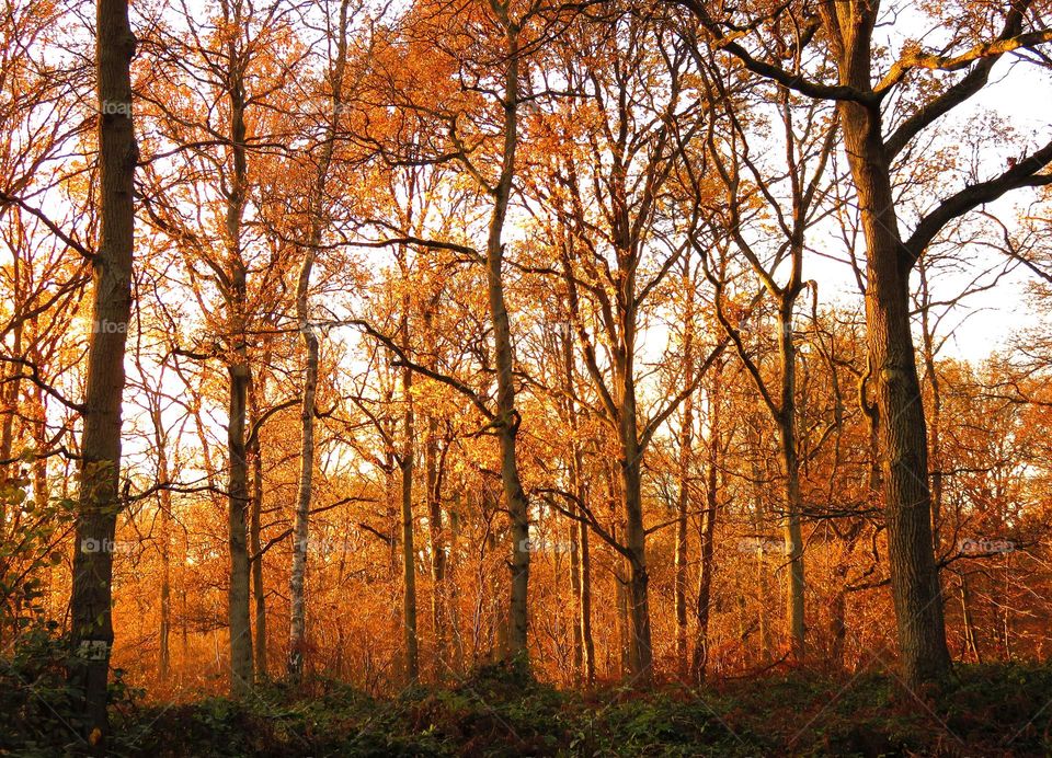 View of autumn trees