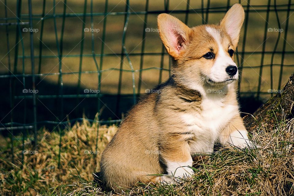 Close-up of puppy