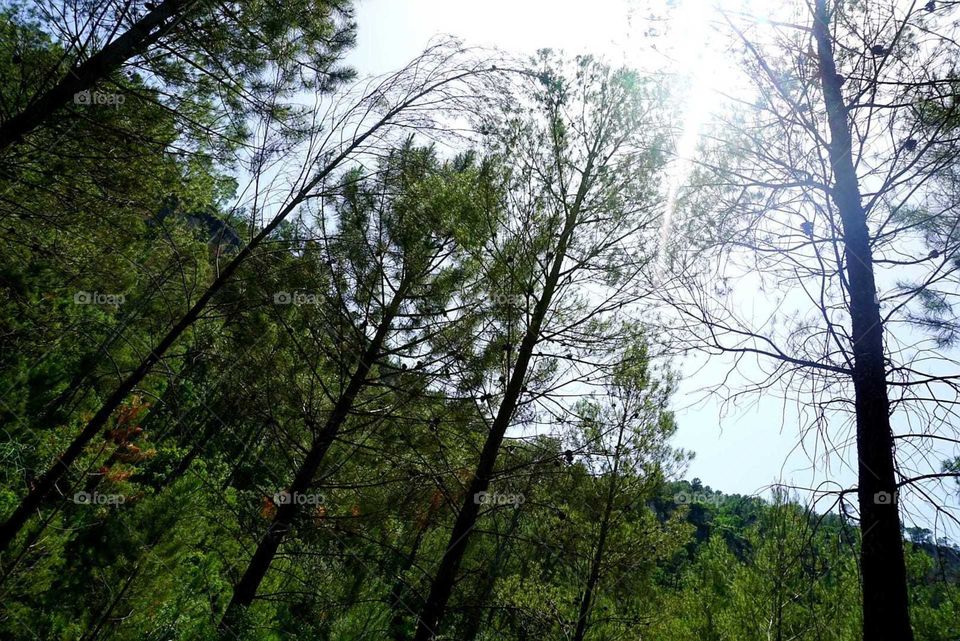 Forest#nature#vegetation#trees#sky#greengrass