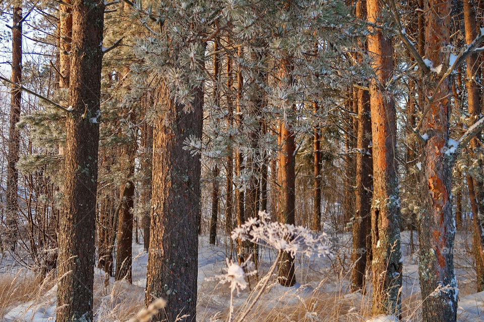 Beautiful forest of frozen pines. Winter nature