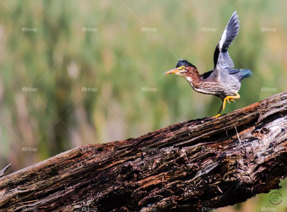 Green Heron