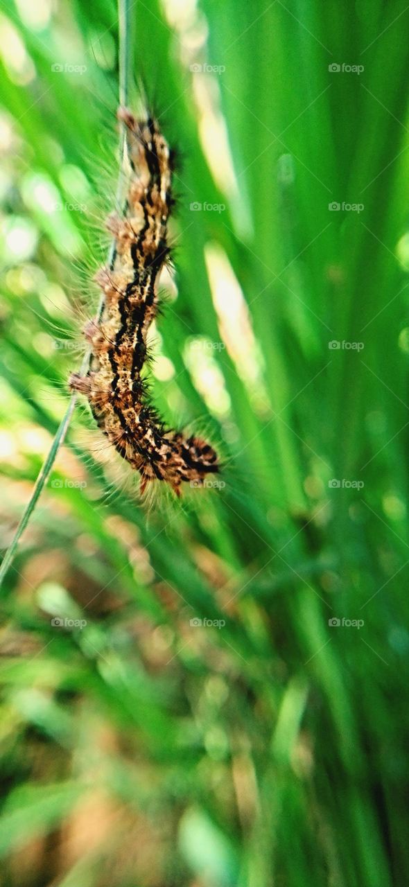 The caterpillar is trying to hang between the green leaves