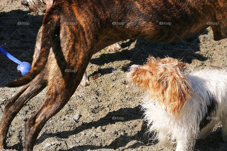 Getting to know you.... Small female jack Russell terrier getting a sniff